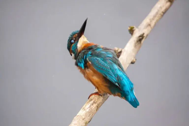 Ijsvogel crescentpark